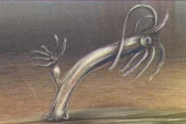 Kraken 5at