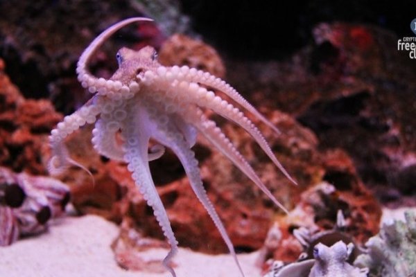 Kraken ссылка зеркало официальный
