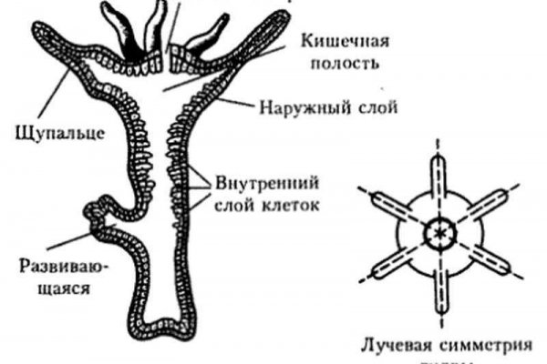 2 кракен vtor run